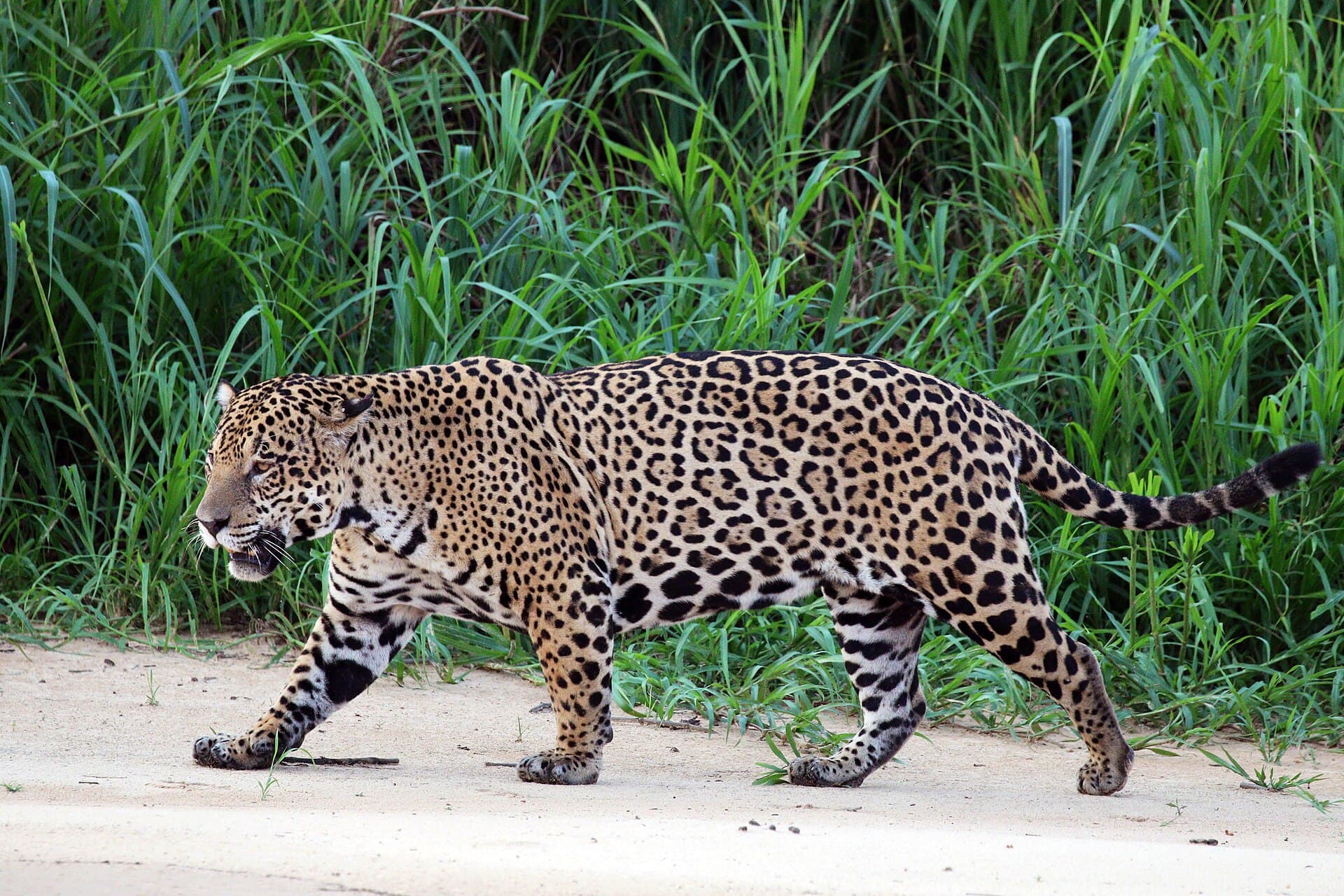 Pantanal wildlife