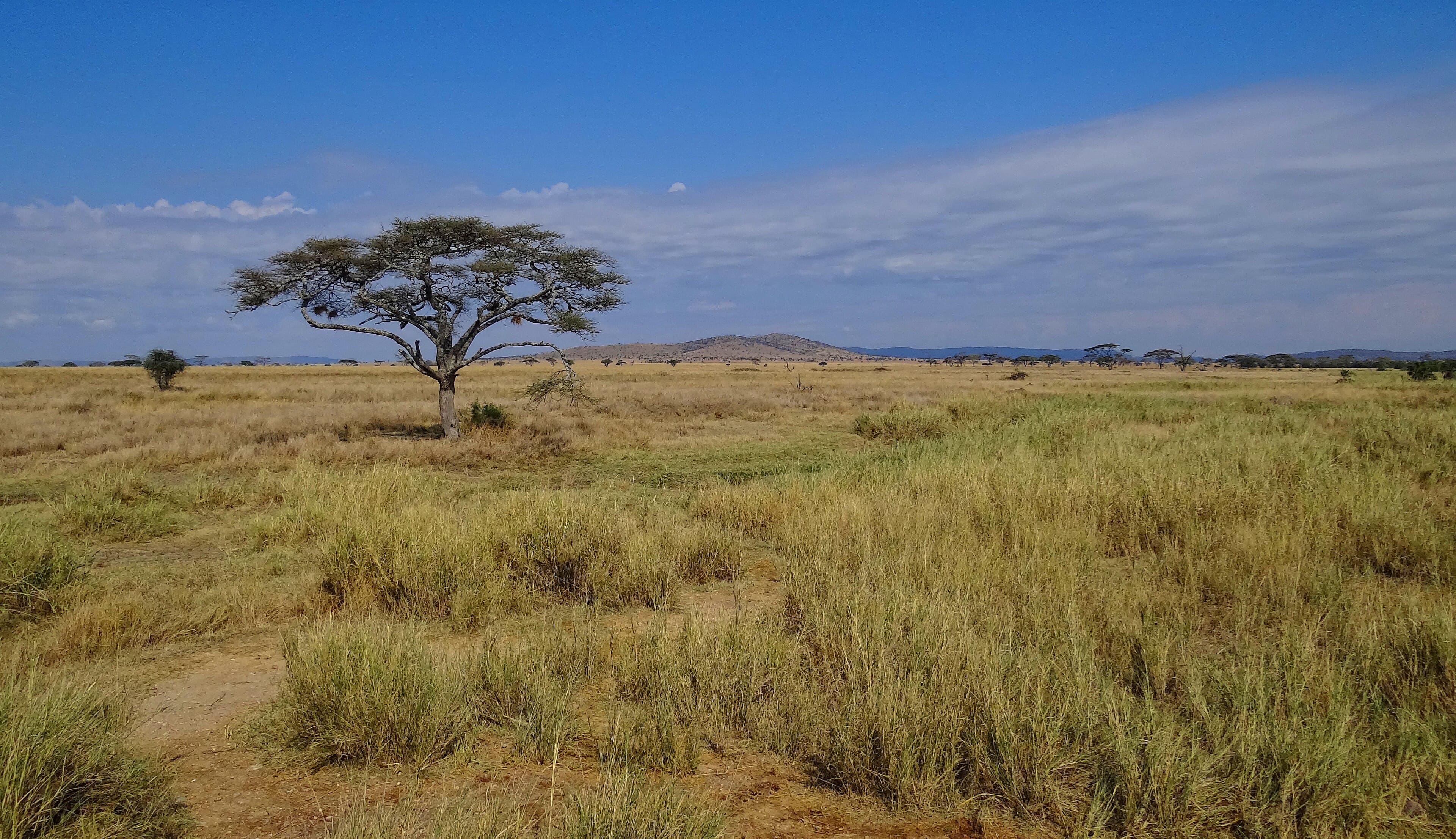 Serengeti