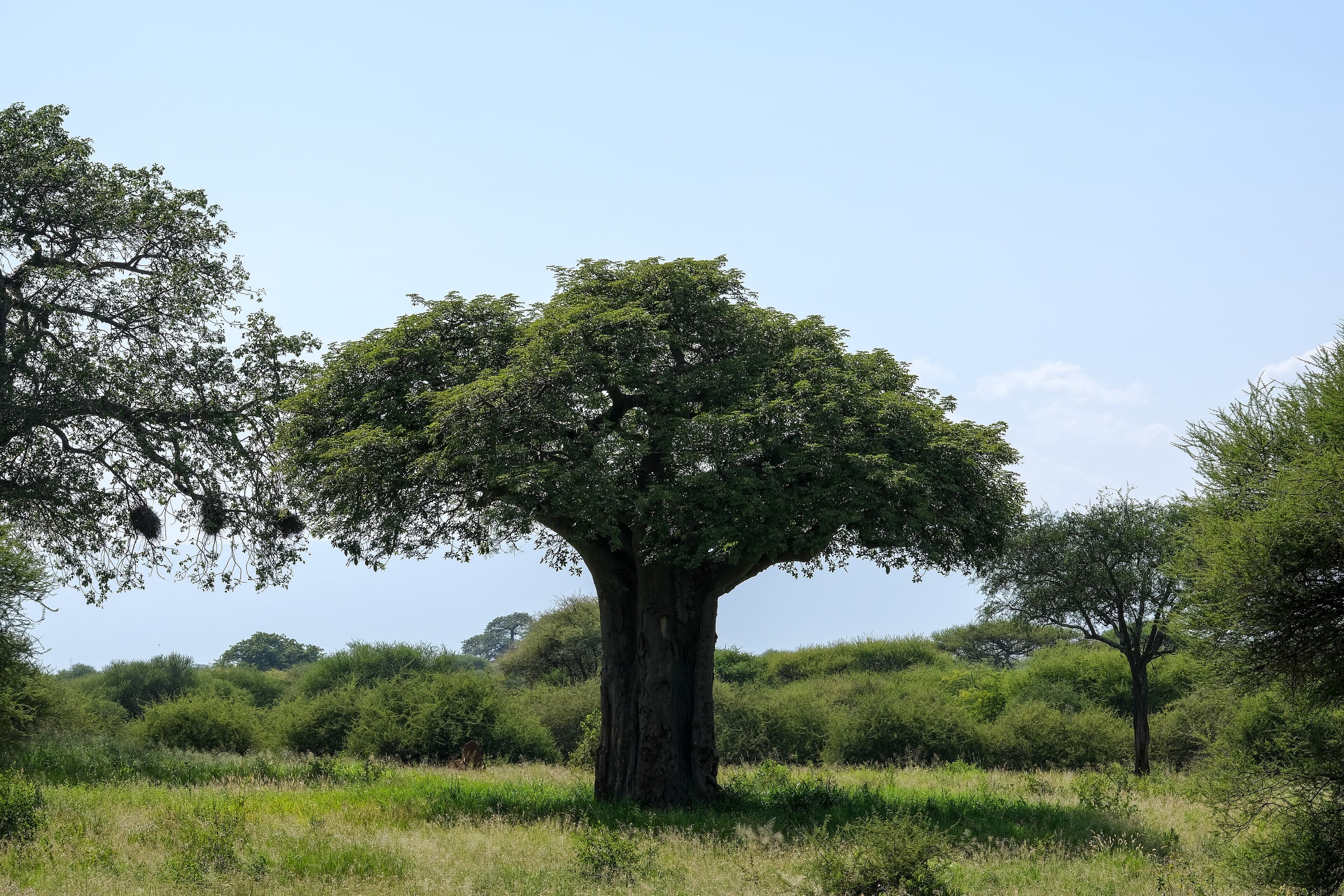 Tarangire